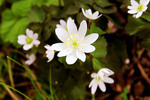 Image of Bloodroot